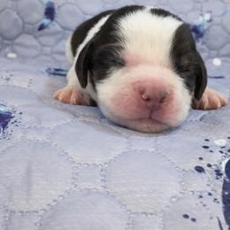 Grey - White and liver female English Springer Spaniel puppy in Edinburg, Texas from M L Springers/ Texas Legacy Dachshunds