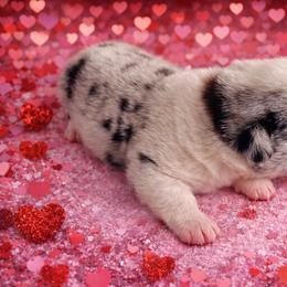 Rocker - Blue merle and white male Cardigan Welsh Corgi puppy in Kerens, West Virginia from Leather & Lace
