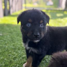 Licorice - Black tri-color male Australian Shepherd puppy in Oak Hill, Florida from Swingin T Ranch LLC