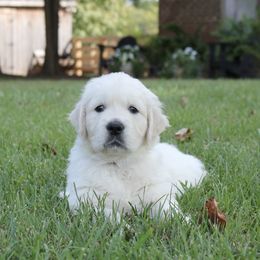 Golden Retriever Puppies from Seven Springs Goldens