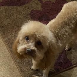 Dezi - Poodle