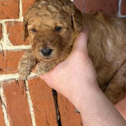Miss Korie - Red  female Poodle puppy in Fairfield, North Carolina from Leaning T Ranch