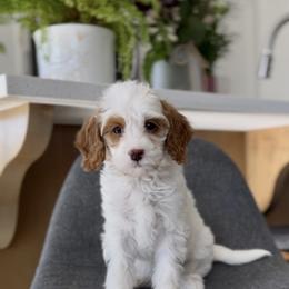 Sierra - Red  female Goldendoodle puppy in St George, Utah from Doodle Bears of Southern Utah