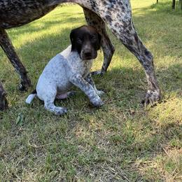 German Shorthaired Pointer Puppies from Jerri Ford