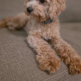Cavapoo All Grown Up from Jet Cavapoos