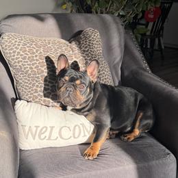 Petey - Black and tan male French Bulldog puppy in Stanchfield, Minnesota from Sunshine's French Bulldogs