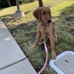Golden Retriever Puppies from Family Loved Golden Retrievers