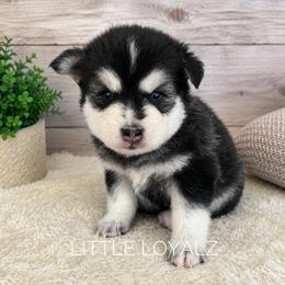 Alvin - Black and white male Pomsky puppy in Riverside, California from LittleLoyalz