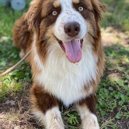 Koda - Australian Shepherd