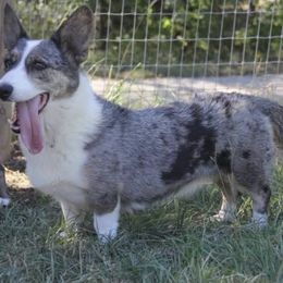 Nala - Cardigan Welsh Corgi