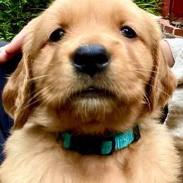 Golden Retriever Puppies from Rowan Retrievers