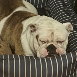 Grace - Bulldog