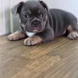 French Bulldog Puppies from Blue Mountain French Bulldogs