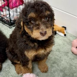 Jolene - Red tri-color female Aussiedoodle puppy in Heber City, Utah from Junipersdoodles