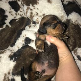 Dachshund Puppies from JB Dachshunds
