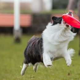 Border Collies from White Rabbit Border Collies