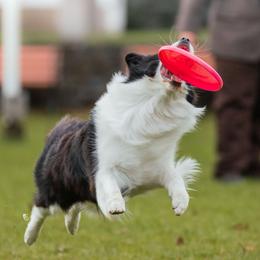 Border Collies from White Rabbit Border Collies