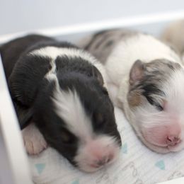 Australian Shepherd Puppies from Saddle Peak Aussies