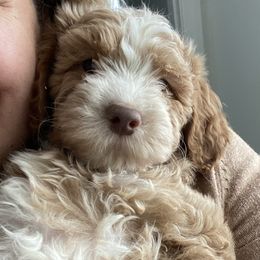 Goldendoodles and Labradoodles from DG Labradoodles