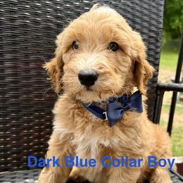 Dark Blue Collar Boy - Red male Double Doodle puppy in Clarks Hill, South Carolina from Rosie’s Double Doodles