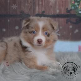 Zayani - Red merle female Australian Shepherd puppy in Fultonville, New York from Sandy Aussies & Pomeranians
