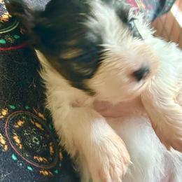 Male 1 - White black and tan male Papillon puppy in Summerville, South Carolina from Kipling Papillons