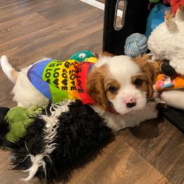 Cavalier King Charles Spaniel Puppies from Austin Cavaliers