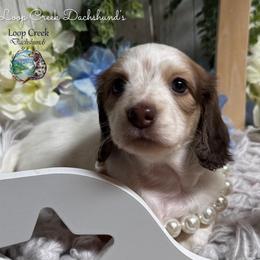Puma - Piebald female Dachshund puppy in Fayetteville, West Virginia from Loop Creek Dachshunds