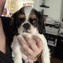 Enchanting Charlies Slow to Everything But Dinner - Black white and tan male English Toy Spaniel puppy in Pennsylvania from Enchanting Charlies