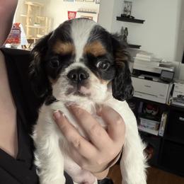 Enchanting Charlies Slow to Everything But Dinner - Black white and tan male English Toy Spaniel puppy in Pennsylvania from Enchanting Charlies