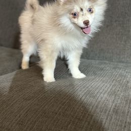 Chip - Merle male Pomsky puppy in Casa Grande, Arizona from Arizonas Pomsky Squad