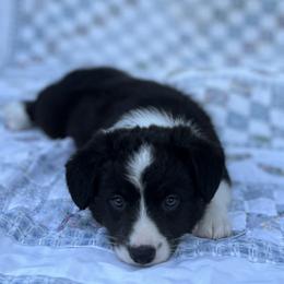 Ella - Black and white female Cardigan Welsh Corgi puppy in Hope, Arkansas from Foxy Knoll Farm