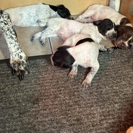 Black and ticked - Black and white female German Shorthaired Pointer puppy in New Bedford, Massachusetts from Foot Hunter Kennel