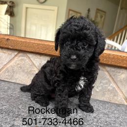 Rocketman - Black male Poodle puppy in Vilonia, Arkansas from Donna’s Pretty Poodles