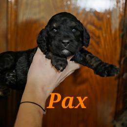 Pax - Phantom male Poodle puppy in New York from Powder Puff Poodles
