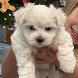 Female Green Collar - White female Maltese puppy in Cisco, Texas from Fancy Pants Maltese