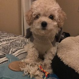 Poodle Puppies from Emmino Poodles