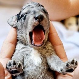Labradoodles from AZ Blue Sky Dogs