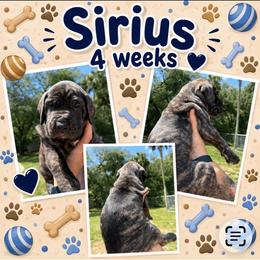 Sirius - Brindle male Great Dane puppy in Naples, Florida from Above The Salt Danes