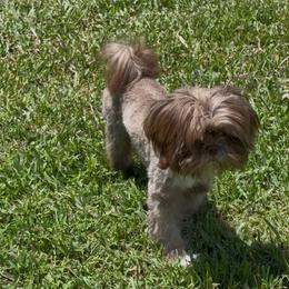 Teddy Bear - Liver male Shih Tzu puppy in Suwanee County, Florida from Everlasting Shih Tzu