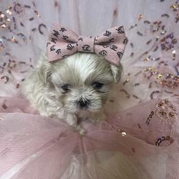 Amara - Gold and white female Shih Tzu puppy in Riverside, California from Be Dazzled Shihtzu