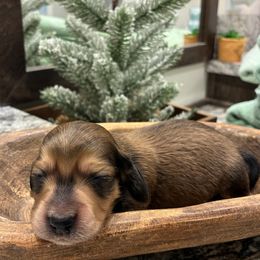Giblet - Red male Dachshund puppy in Dobson, North Carolina from Oakleys Dachshund Haven