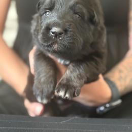 Orange collar - Bi-color male German Shepherd puppy in Anderson, South Carolina from StaFra German Shepherd Dogs