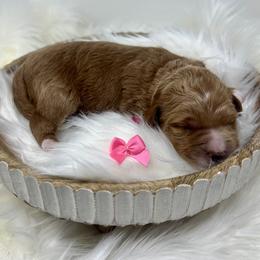 Pink Female - Apricot female Goldendoodle puppy in Great Falls, Montana from Montana Goldendoodles