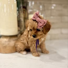 Sugar Plum - Apricot female Cavapoo puppy in Preston, Idaho from Shaffer Top Notch Puppies