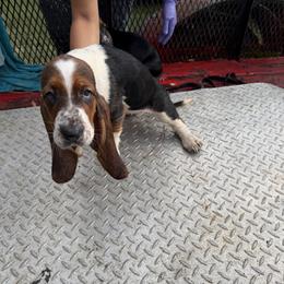Basset Hound All Grown Up from Donald Swafford