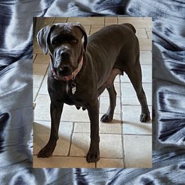 Vesta - Cane Corso