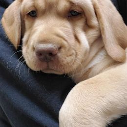 Dilute Retriever Puppies from Wayalife Labradors