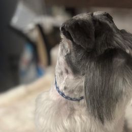 Miniature Schnauzers from Kokis's Friends