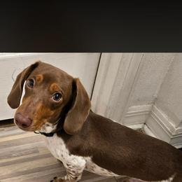 Peanut - Piebald male Dachshund puppy in North Fort Myers, Florida from Trust Fund Devil Kennel